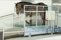 Horse Gym 2000 T1